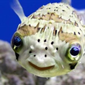 Peces