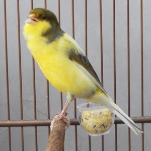 Pájaros