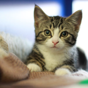 Gatos