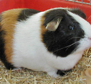 Cuyo (Conejillo de Indias)